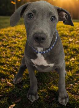 Rescue Blue Lacy Dogs for Adoption in Cranston, Rhode Island - GRAYSON | PetCurious