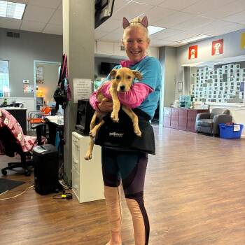 Biscuit Baby -  Pit Bull Terrier Dog for Adoption in St. Louis, Missouri - Biscuit Baby | PetCurious