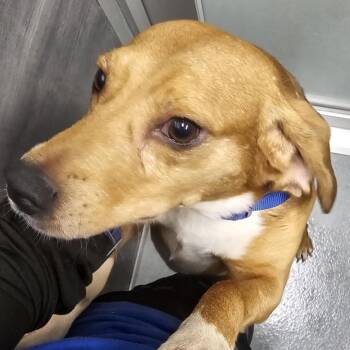 Beagle Dogs Available for Adoption - Nicholas-City Of Industry Location | PetCurious