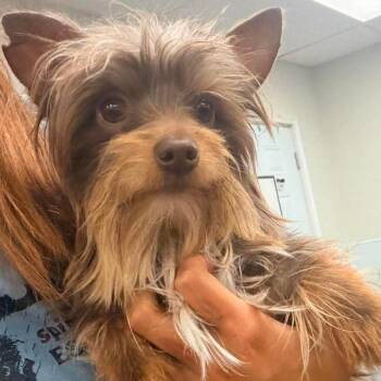 Indo -  Yorkshire Terrier Dog for Adoption in Fredericksburg, Virginia - Indo | PetCurious
