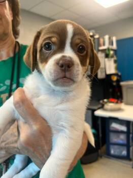Teddy (ID 51408) -  Cockapoo and Shih Tzu Dog for Adoption in Manassas, Virginia - Teddy (ID 51408) | PetCurious