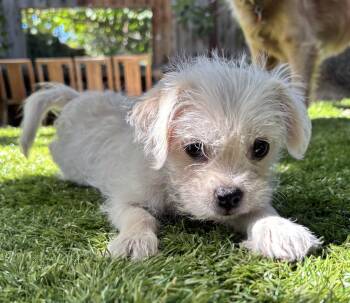 Boat: Canoe -  French Bulldog and Poodle Dog for Adoption in Palo Alto, California - Boat: Canoe | PetCurious