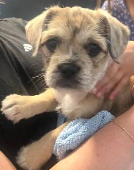 Nala -  Cairn Terrier Dog for Adoption in Dallas, Texas - Nala | PetCurious