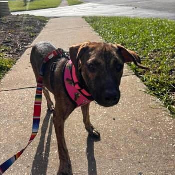 Momo -  Black Mouth Cur and Plott Hound Dog for Adoption in Port Richey, Florida - Momo | PetCurious