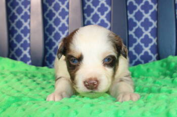 Australian Shepherd Dogs Available for Sale - Rhett | PetCurious