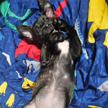 Mixed Breed Dogs Available for Adoption in Glenfield, New York - Rosette | PetCurious