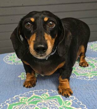Slim -  Dachshund Dog for Adoption in New York, New York - Slim | PetCurious