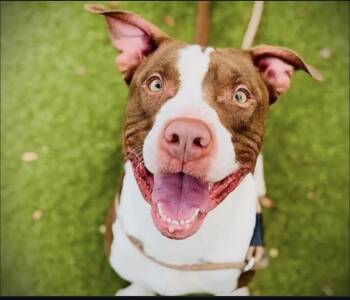Rescue American Staffordshire Terrier Dogs for Adoption in St. Petersburg, Florida - Roger | PetCurious