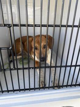 German Shepherd Dog and Mixed Breed Dogs Available for Adoption - HANSEL | PetCurious