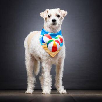 Poodle Dogs Available for Adoption - Lucas | PetCurious
