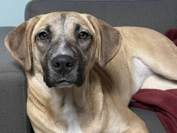 Hound Dogs Available for Adoption - Kayla (FEE SPONSORED) | PetCurious