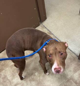 Mixed Breed Dogs Available for Adoption in Springfield, Ohio - Brownie | PetCurious