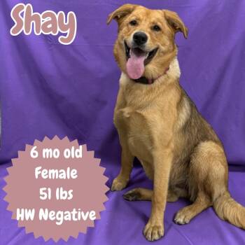 Labrador Retriever and Shepherd Dogs Available for Adoption - Shaye | PetCurious