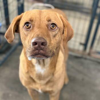 Jeff -  Labrador Retriever Dog for Adoption in Columbia, South Carolina - Jeff | PetCurious