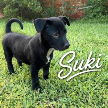 Suki P46585 -  Mixed Breed Dog for Adoption in Corsicana, Texas - Suki P46585 | PetCurious