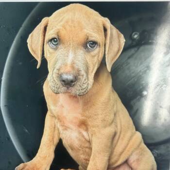 Honey -  Pit Bull Terrier and Mixed Breed Dog for Adoption in Nashville, Tennessee - Honey | PetCurious