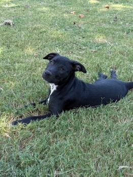 Rescue Labrador Retriever and American Staffordshire Terrier Dogs for Adoption in Ellijay, Georgia - Ella | PetCurious