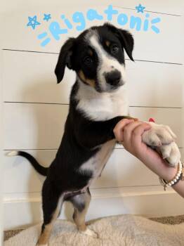 Border Collie and Mcnab Dogs Available for Adoption in Salt Lake City, Utah - Rigatoni Pasta | PetCurious