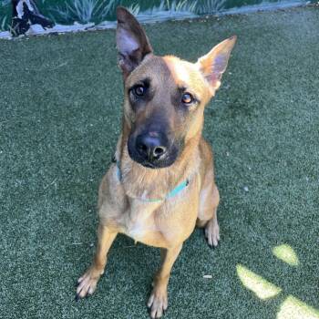 Harley Queen -  Mixed Breed Dog for Adoption in Fairport, New York - Harley Queen | PetCurious