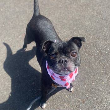 Darla -  Pug and French Bulldog Dog for Adoption in Newberg, Oregon - Darla | PetCurious