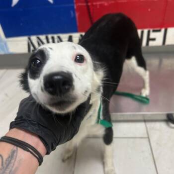 Mixed Breed Dogs Available for Adoption in Lufkin, Texas - Jay | PetCurious