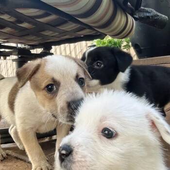 Katherine -  Mixed Breed Dog for Adoption in Flagstaff, Arizona - Katherine | PetCurious