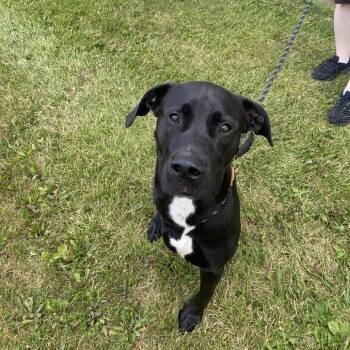 Petey -  Mixed Breed Dog for Adoption in Madison, Wisconsin - Petey | PetCurious