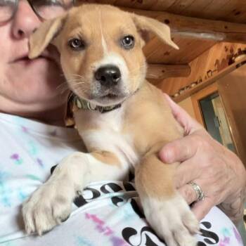 Mack -  Mixed Breed Dog for Adoption in Northville, Michigan - Mack | PetCurious