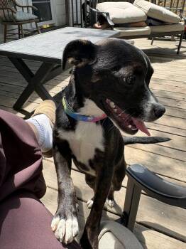 Puggle and Rat Terrier Dogs Available for Adoption in Clinton, Wisconsin - Lacey Lou | PetCurious
