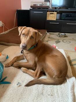 Teddy -  Labrador Retriever Dog for Adoption in Pointe-claire, Quebec - Teddy | PetCurious