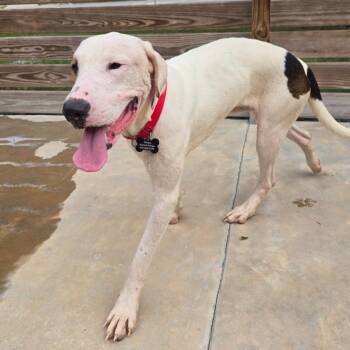 Randy Roy -  Mixed Breed Dog for Adoption in Freeport, Florida - Randy Roy | PetCurious