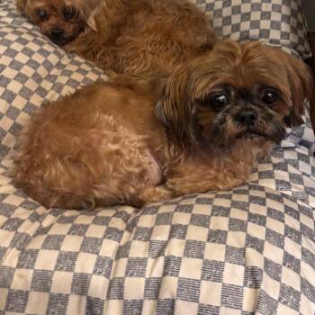 Shih Tzu Dogs Available for Adoption in Tunkhannock, Pennsylvania - Yoshi | PetCurious