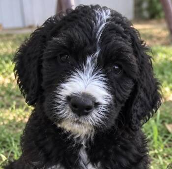 Cleo and Hattie -  Goldendoodle and Bernadoodle Dog for Adoption in Cerritos, California - Cleo And Hattie | PetCurious