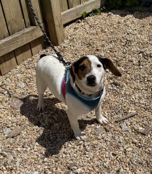 Hound Dogs Available for Adoption in Ellicott City, Maryland - Jolene | PetCurious
