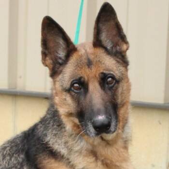 Rescue German Shepherd Dog Dogs for Adoption in Eaton, Ohio - Brandi | PetCurious