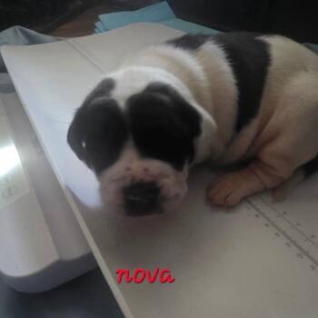 Nova -  Pit Bull Terrier and American Bulldog Dog for Adoption in Oceanside, New York - Nova | PetCurious