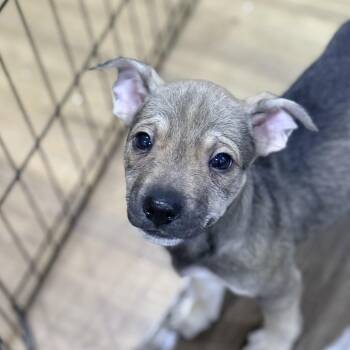 Terrier Dogs Available for Adoption - Lilo | PetCurious