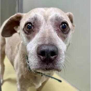 Ruthanne -  Mixed Breed and Terrier Dog for Adoption in Spring Hill, Kansas - Ruthanne | PetCurious