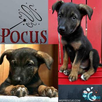 Rescue Shepherd Dogs for Adoption in New Bothwell, Manitoba - Pocus | PetCurious