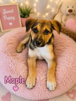 Maple -  German Shepherd Dog Dog for Adoption in Park Forest, Illinois - Maple | PetCurious