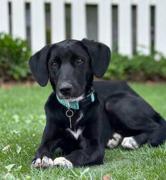Labrador Retriever and Hound Dogs Available for Adoption in San Diego, California - Rizzy | PetCurious