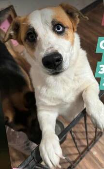 Corgi and Australian Cattle Dog Blue Heeler Dogs Available for Adoption - Roxy | PetCurious