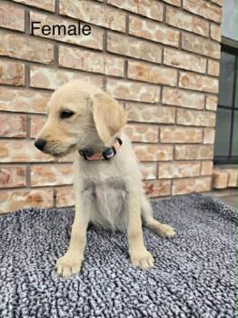 Goldendoodle and Labrador Retriever Dogs Available for Adoption - Meadow | PetCurious