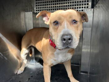 Rescue Pit Bull Terrier Dogs for Adoption in Woodland, California - SADIE MAE | PetCurious