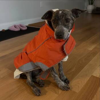 Cattle Dog Dogs Available for Adoption - Berry | PetCurious