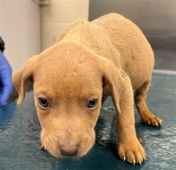 Vizsla and Mixed Breed Dogs Available for Adoption in Mobile, Alabama - SUN | PetCurious