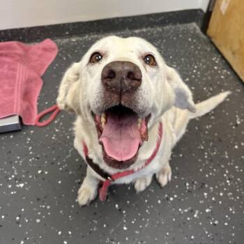 Mixed Breed Dogs Available for Adoption in Columbiana, Alabama - Cammie | PetCurious