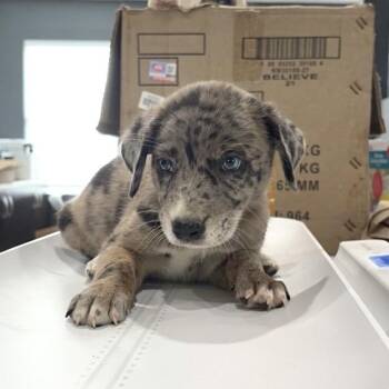 Just Jester -  Australian Shepherd and Catahoula Leopard Dog Dog for Adoption in Livingston, Texas - Just Jester | PetCurious