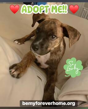 Rescue Boxer Dogs for Adoption in Plano, Texas - Coop | PetCurious