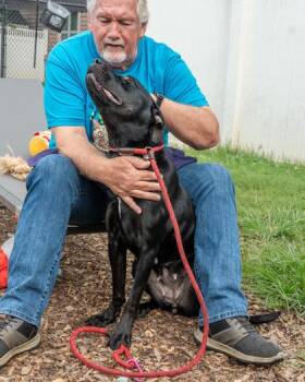 Intricacy -  Mixed Breed Dog for Adoption in Chamblee, Georgia - Intricacy | PetCurious